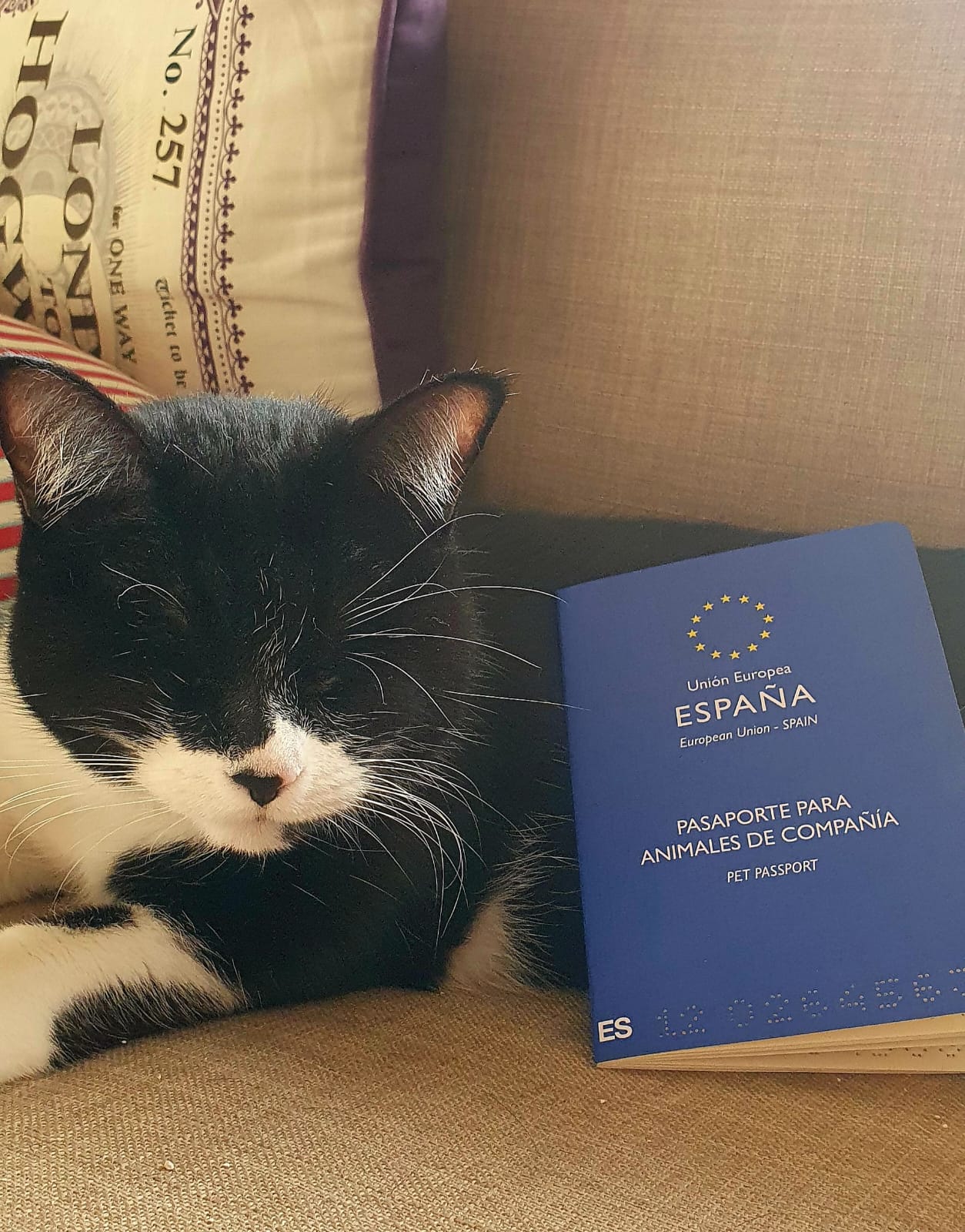 viajar con animales de compañía.jpg