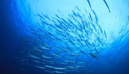 Government refers Treaty of the High Seas to Parliament for ratification